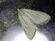 Crambid Snout Moth (Crambidae sp)