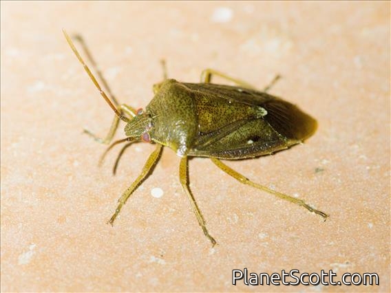Stink Bug (Pentatomidae sp)