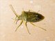 Stink Bug (Pentatomidae sp)