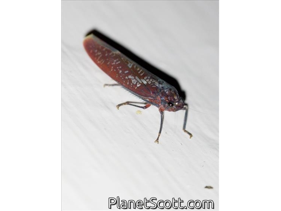 Leafhopper (Paromenia sp)