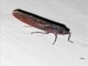 Leafhopper (Paromenia sp)