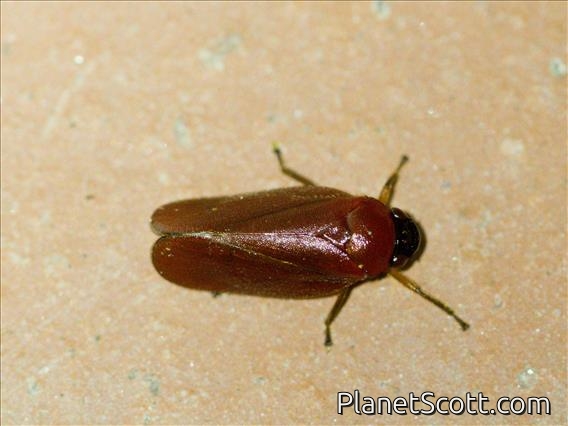 Spittlebug (Ischnorhinidae sp)