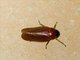 Spittlebug (Ischnorhinidae sp)