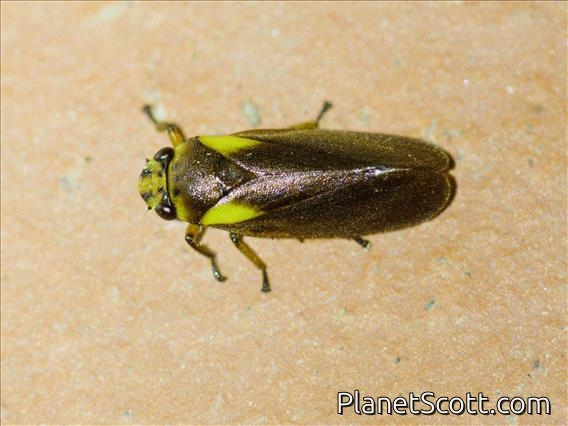 Spittlebug (Ischnorhinidae sp)