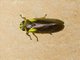 Spittlebug (Ischnorhinidae sp)