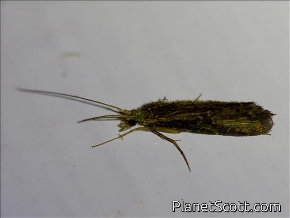 Caddisfly (Trichoptera sp)