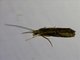 Caddisfly (Trichoptera sp)