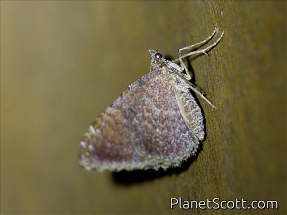 Erebid Moth (Erebidae sp)