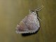Erebid Moth (Erebidae sp)