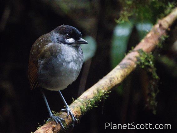 Jocotoco Antpitta (Grallaria ridgelyi)