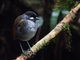 Jocotoco Antpitta (Grallaria ridgelyi)
