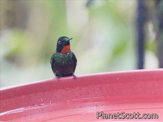 Little Sunangel (Heliangelus micraster)