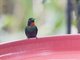 Little Sunangel (Heliangelus micraster)