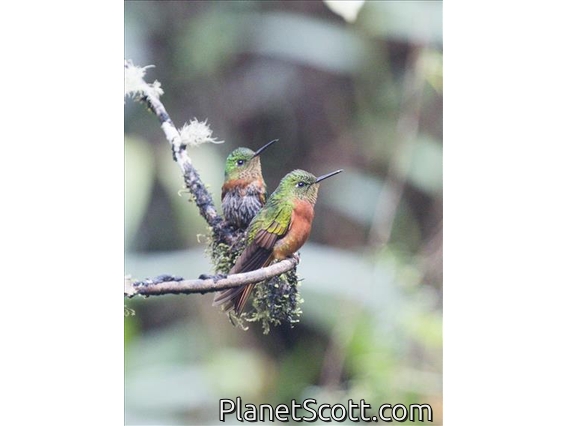 Chestnut-breasted Coronet (Boissonneaua matthewsii)