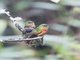 Chestnut-breasted Coronet (Boissonneaua matthewsii)