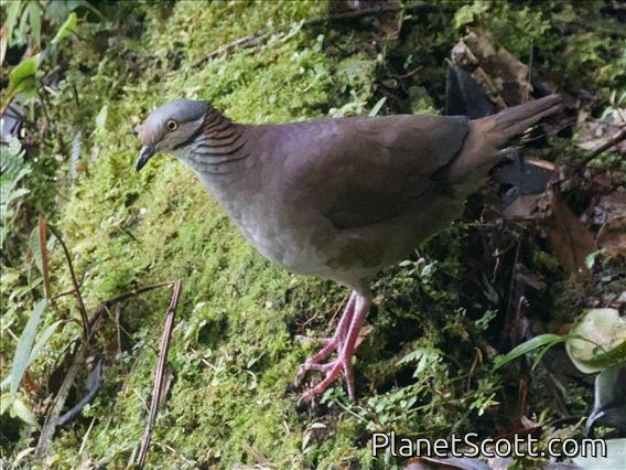White-throated Quail-Dove (Zentrygon frenata)