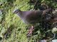 White-throated Quail-Dove (Zentrygon frenata)