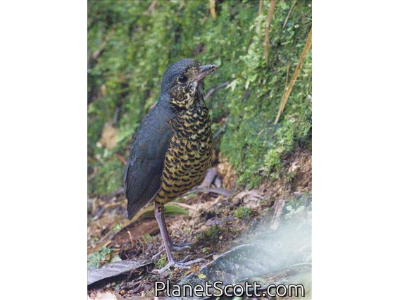 Undulated Antpitta (Grallaria squamigera)