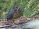 Undulated Antpitta (Grallaria squamigera)