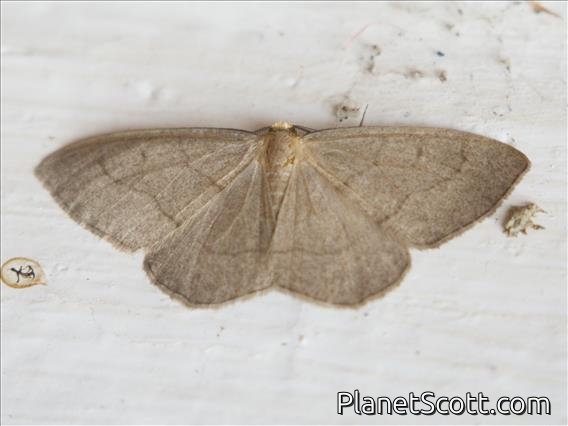 Geometer Moth (Nephodia sp)