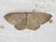 Geometer Moth (Nephodia sp)