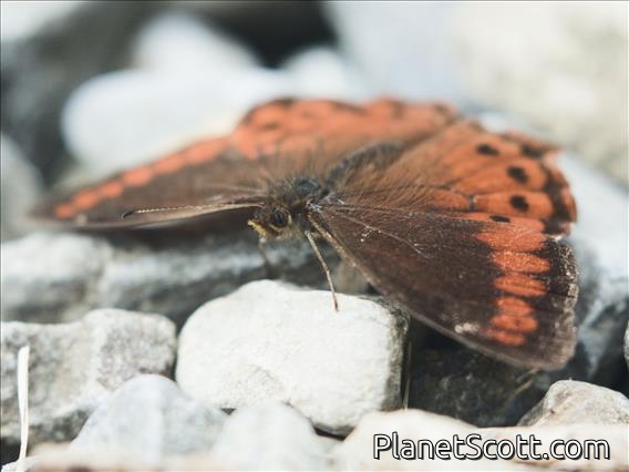 Brush-footed Butterfly (Lasiophila sp)