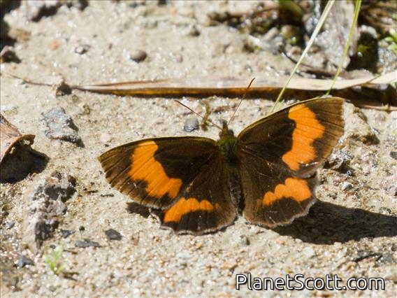 Brush-footed Butterfly (Neopedaliodes parrhoebia)