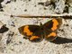 Brush-footed Butterfly (Neopedaliodes sp)