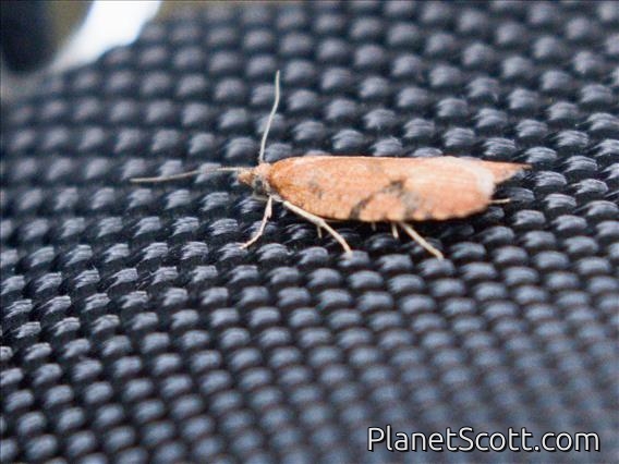 Tortricid Leafroller Moth (Tortricinae sp)