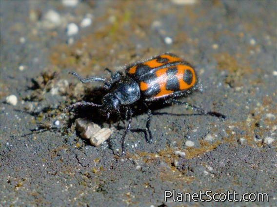 Soft-winged Flower Beetle (Astylus bonplandi)