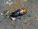 Soft-winged Flower Beetle (Astylus bonplandi)