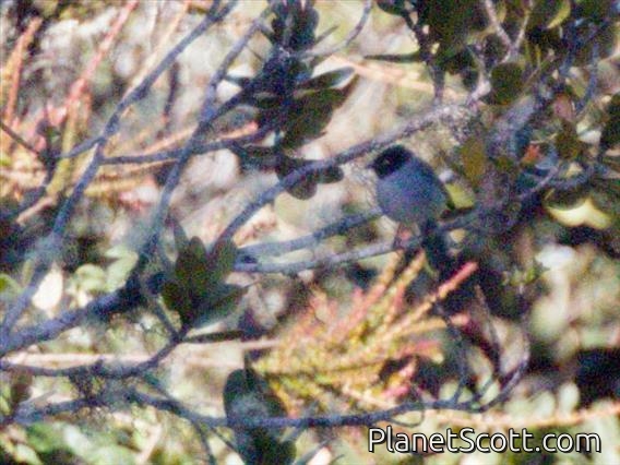 Black-headed Hemispingus (Pseudospingus verticalis)