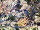 Black-headed Hemispingus (Pseudospingus verticalis)