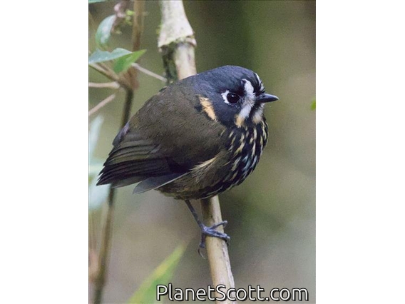 Crescent-faced Antpitta (Grallaricula lineifrons)
