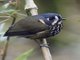 Crescent-faced Antpitta (Grallaricula lineifrons)