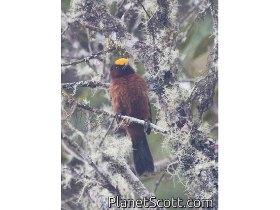 Plushcap (Catamblyrhynchus diadema)