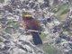Plushcap (Catamblyrhynchus diadema)