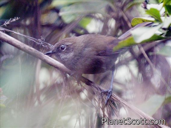 Mouse-colored Thistletail (Asthenes griseomurina)
