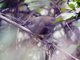 Mouse-colored Thistletail (Asthenes griseomurina)