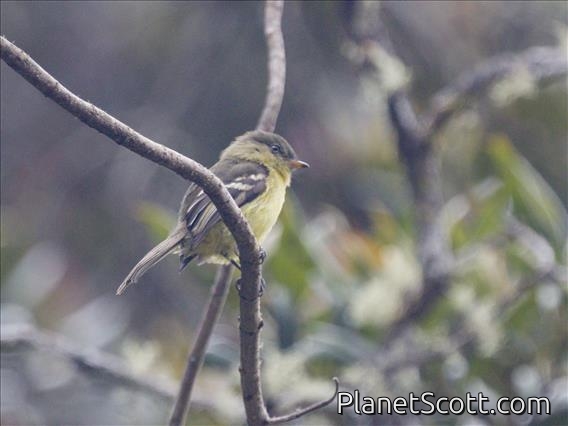 Orange-banded Flycatcher (Nephelomyias lintoni)