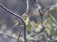 Orange-banded Flycatcher (Nephelomyias lintoni)