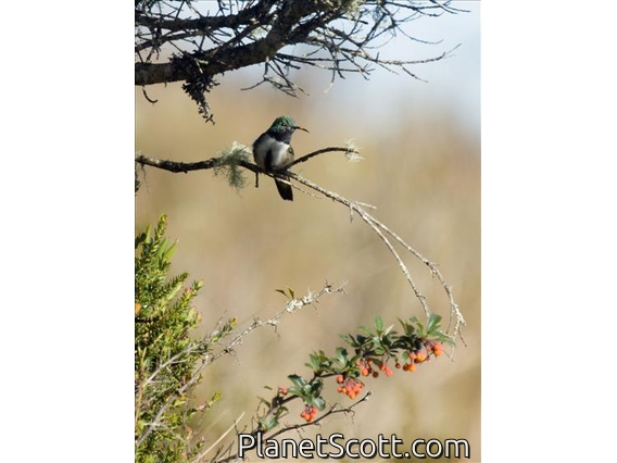 Blue-throated Hillstar (Oreotrochilus cyanolaemus)