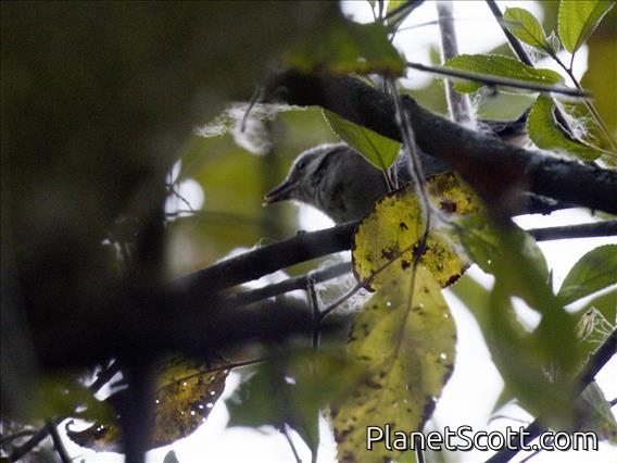 Pale-headed Brushfinch (Atlapetes pallidiceps)