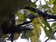 Pale-headed Brushfinch (Atlapetes pallidiceps)