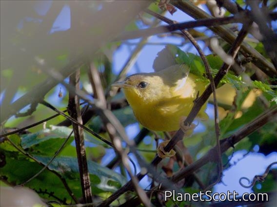 Black-lored Yellowthroat (Geothlypis auricularis) - Female