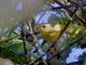 Black-lored Yellowthroat (Geothlypis auricularis) - Female
