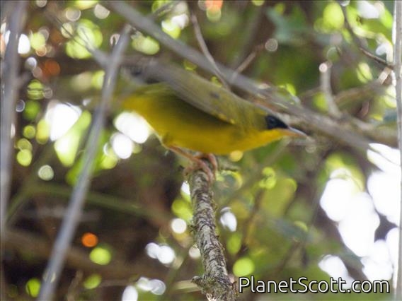 Black-lored Yellowthroat (Geothlypis auricularis) - Male