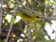 Black-lored Yellowthroat (Geothlypis auricularis) - Male