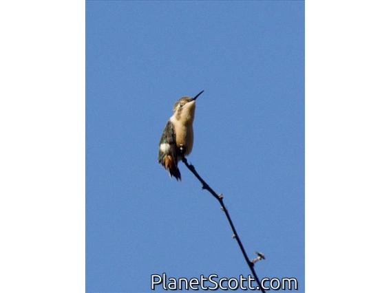 White-bellied Woodstar (Chaetocercus mulsant)