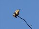 White-bellied Woodstar (Chaetocercus mulsant)